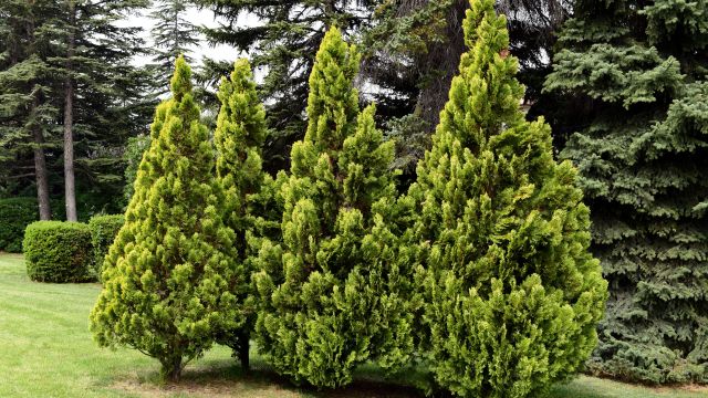 Česte štetočine koje napadaju tuje © Canva Tuja štetočine