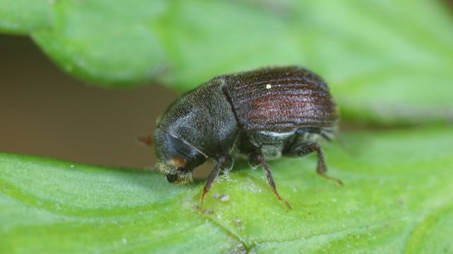 Potkornjak spada u najopasnije štetočine © Canva Tuja