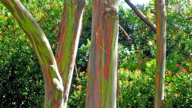 Stablo eukaliptusa