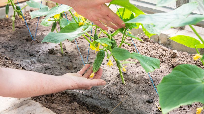 Krastavci u plasteniku imaju dovoljno toplote © Canva Kornišoni zasad