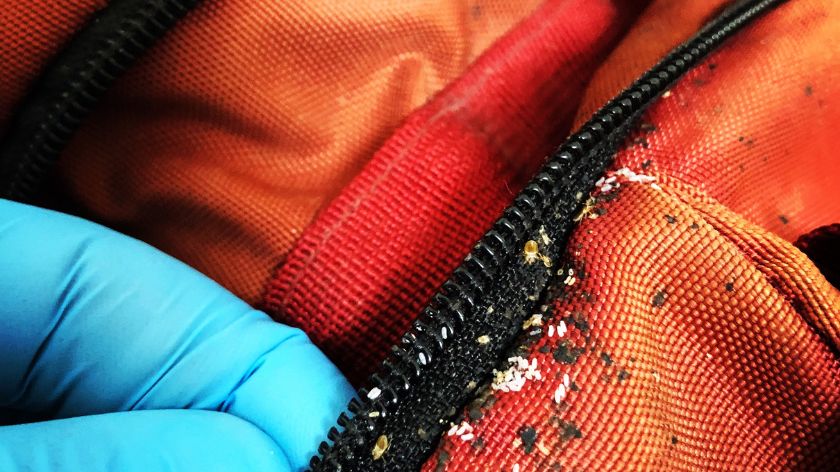 Infestacija stenicama počinje kad jedna buba uđe u vaš dom. © Canva