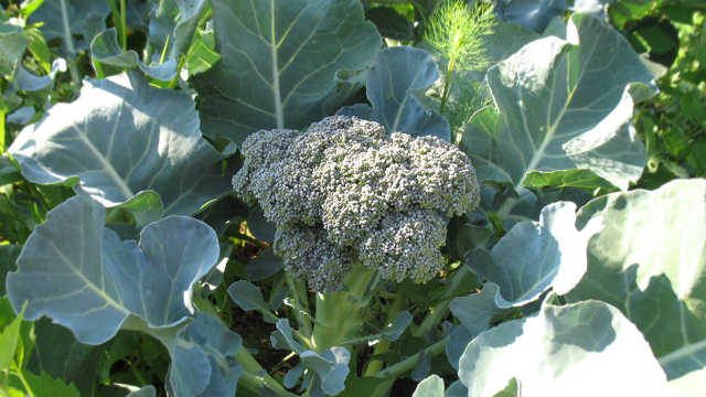 brokoli u bašti