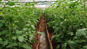 Paradajz u plasteniku © Agromedia