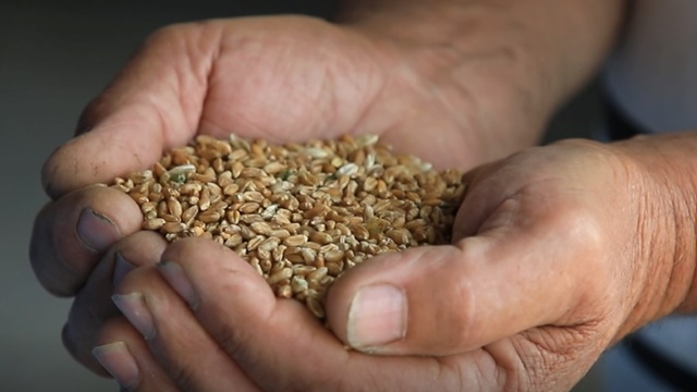 zrna pšenice u ruci