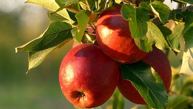jabuka na grani