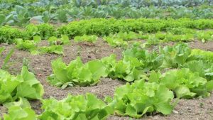 Zelena salata © Agromedia