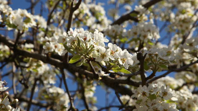 Grana drveća sa prolećnim cvetanjem sa belim cvetovima orezana baštenskim slojevima