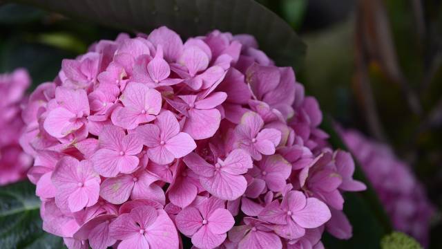 cvet hortenzije