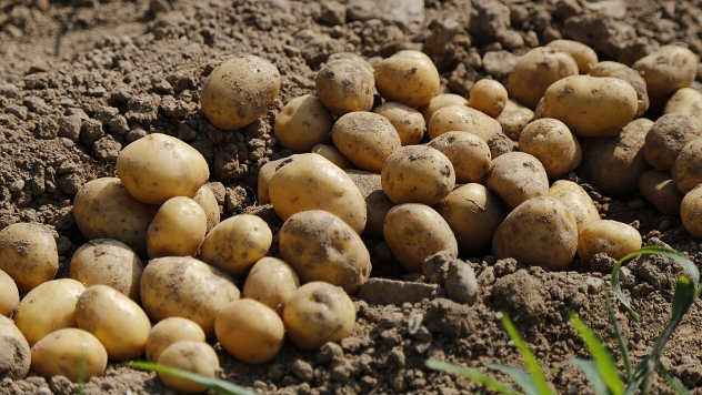 krompir u leji