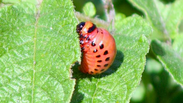 Krompirove zlatice primećene u usevima krompira - © Agromedia larva krompirove zlatice na listu