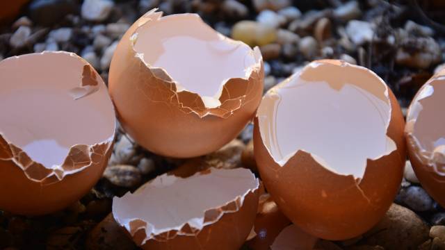 ljuske od jaja polomjene
