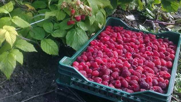 Kilogram srpske maline u Srbiji SKUPLJI nego na Novom Zelandu