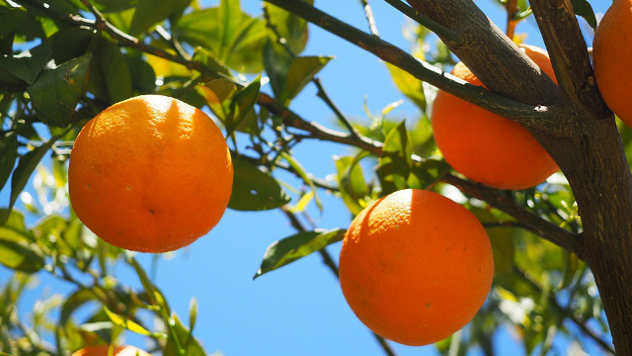 mandarine na grani