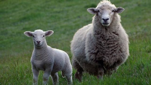 Jagnje i ovca