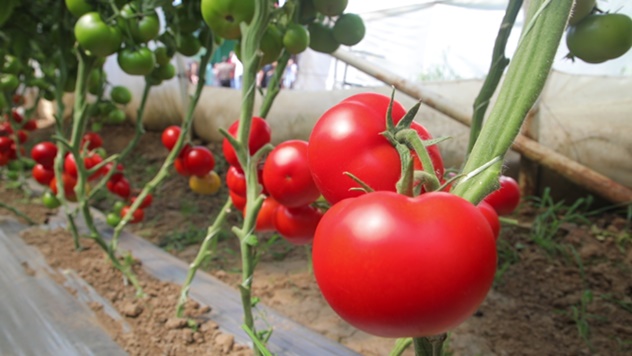 šta saditi sa paradajzom