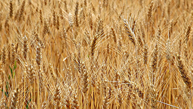 pšenica pred žetvu