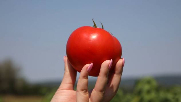 zdrav paradajz