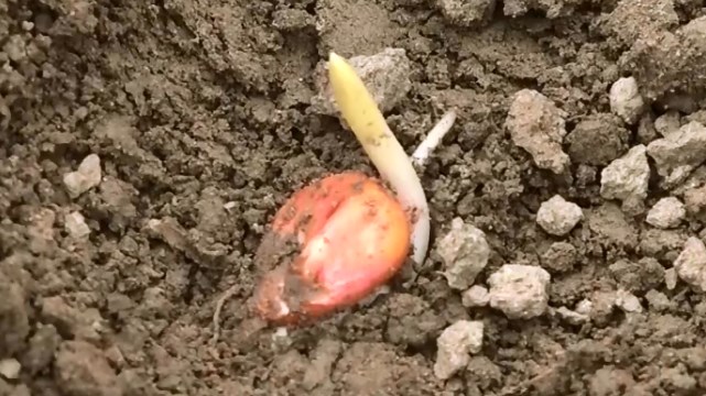 Kako pomoći biljkama da isklijaju nakon tople zime- ©Agromedia