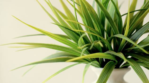 Sobna biljka-© Pixabay