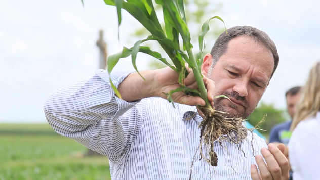 čovek drži kukurz pokazuje na korenov sistem