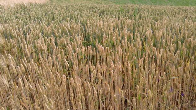 pšenica spremna za žetvu
