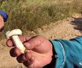 Skriveni dragulji prirode: Vlasina puna pečuraka i divljih borovnica