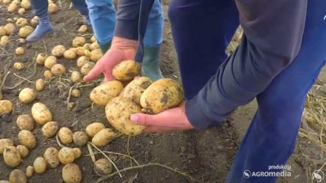 krompiri u ruci na polju