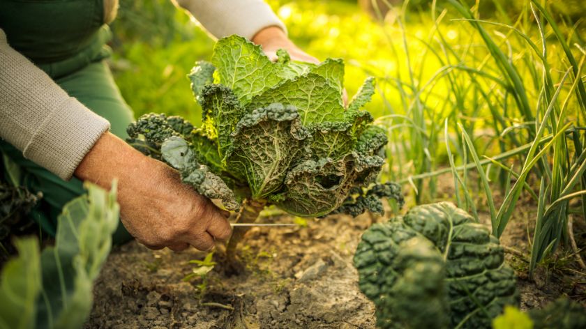 Oktobar je aktivan mesec za baštovane © Canva Oktobarski radovi