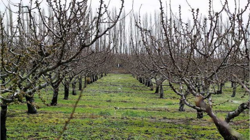 Oktobar u voćnjaku © AGROmedia Oktobarski radovi