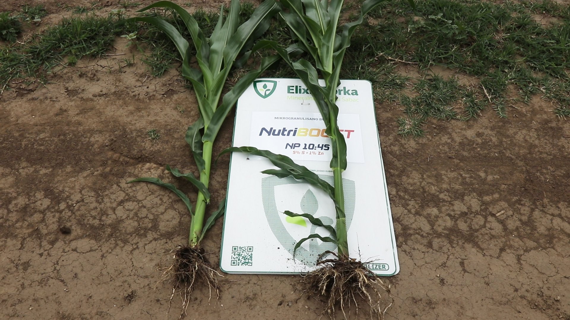 Phosphorus uptake is important for undisturbed plant