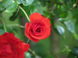Patuljaste ruže © Pixabay
