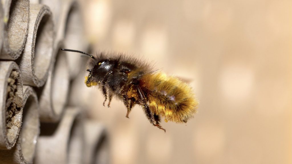 Solitarna pčela © Pixabay
