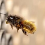 Solitarna pčela © Pixabay
