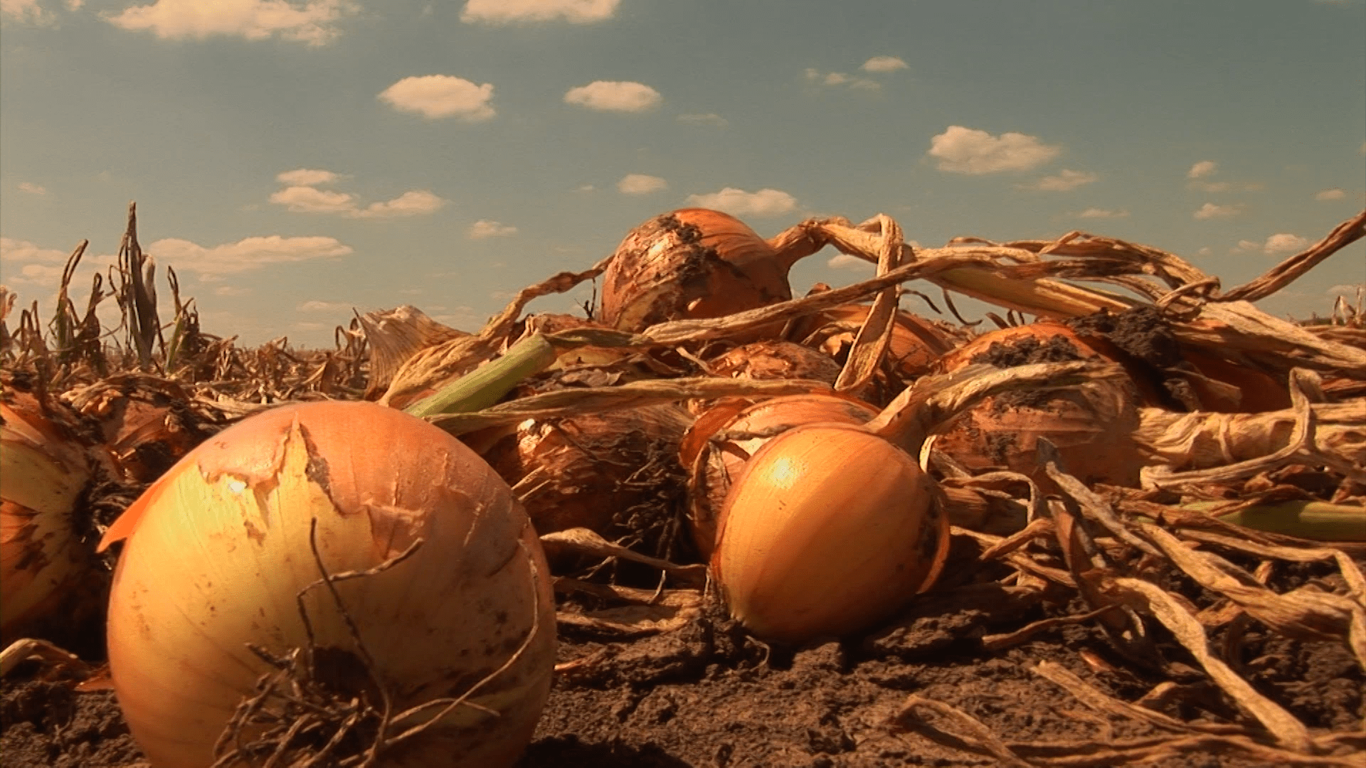 Luk takođe spada u sferu rizičnih namirnica ako se ne gaji adekvatno ©AGROmedia Crni luk © Agromedia