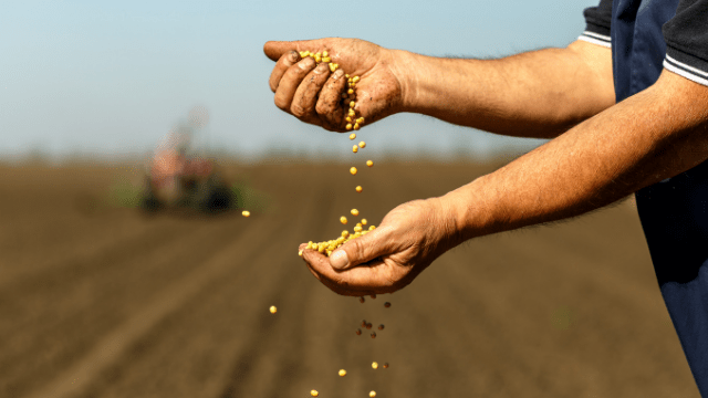 Zrna soje se presipaju iz šake u šaku