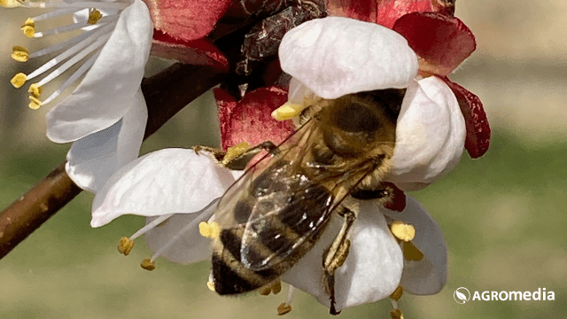 Pčela na cvetu kajsije © AGROmedia