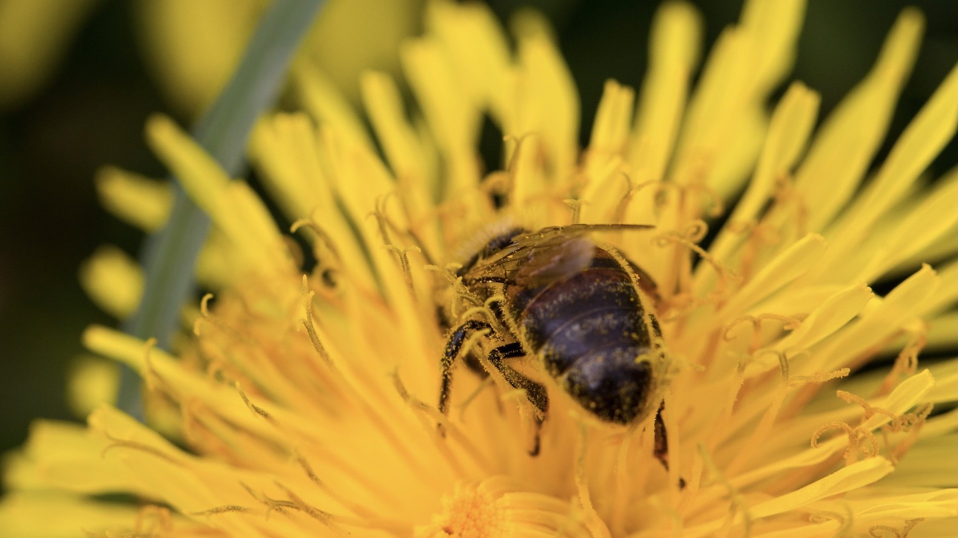Pčela na maslačku © Pixabay