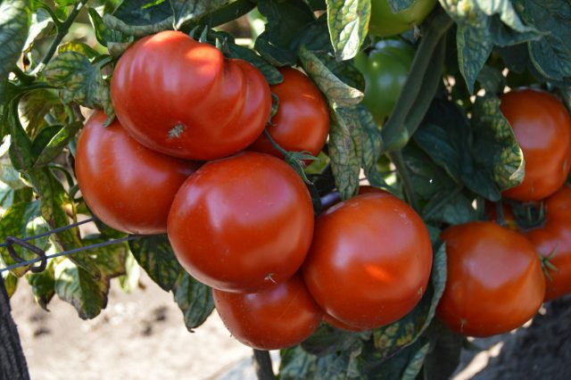 Red machine f1 paradajz