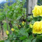 Ruže u vinogradima