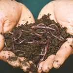 Kalifornijske gliste