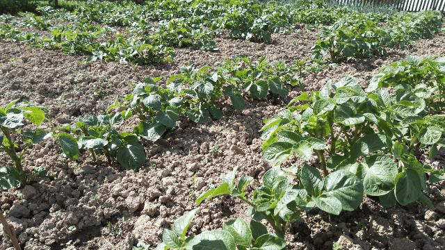 Banka gena i semena starih sorti voća i povrća u mioničkom selu Paštrić-1