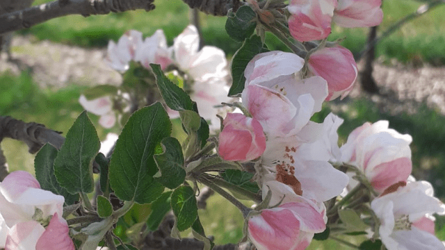 Cvetanje jabučastog voća