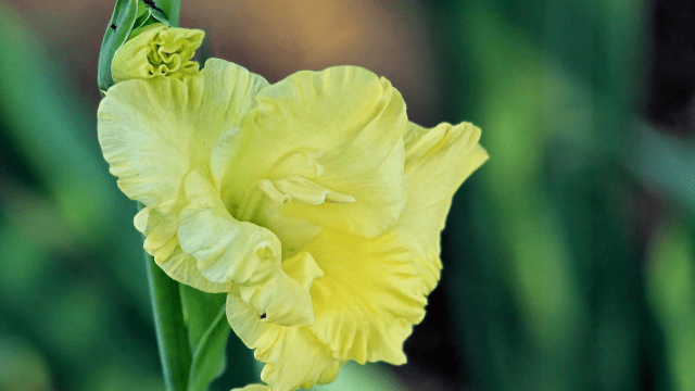 Gladiola © Pixabay