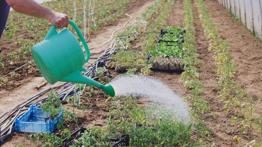 Zalivanje povrća