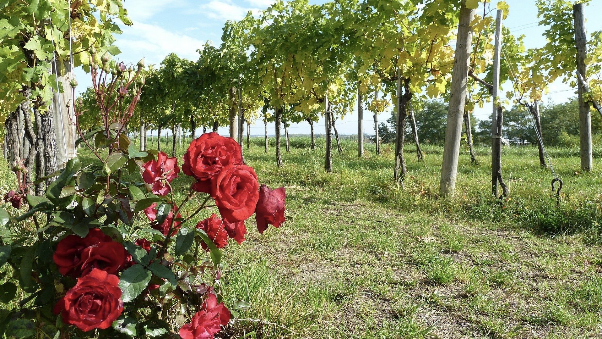 Ruža u vinogradu © Pixabay
