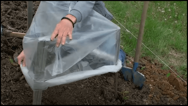 Sadnja lubenica © AGROmedia Sadnja lubenica