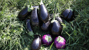 Plavi patlidžan Plavi patlidžan