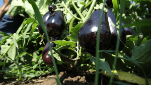 Plavi patlidžan Plavi patlidžan