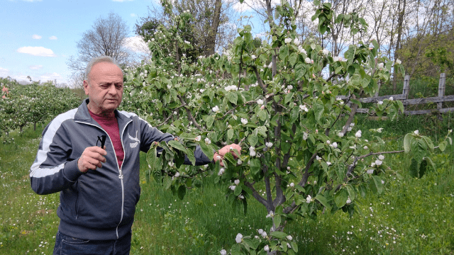 Radivoj Mijailović u voćnjaku © Dejan Davidović