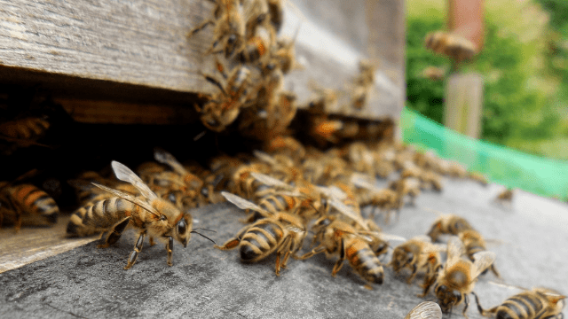 Košnica sa pčelama © Pixabay